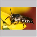 Coelioxys elongata - Kegelbiene w01g 10mm.jpg